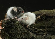 NIJZ: Porast mišje mrzlice v Sloveniji