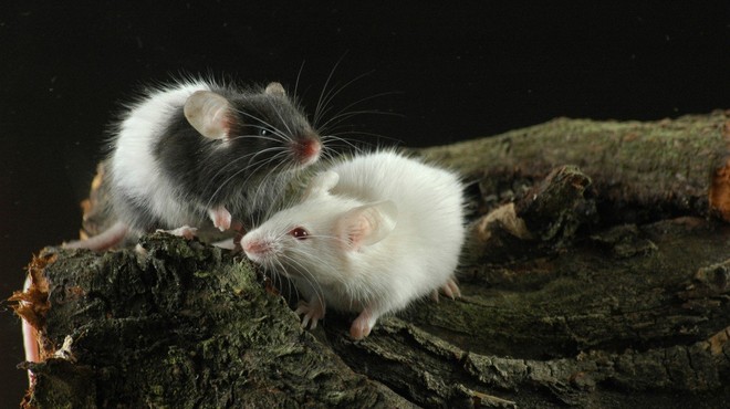 NIJZ: Porast mišje mrzlice v Sloveniji (foto: Profimedia)