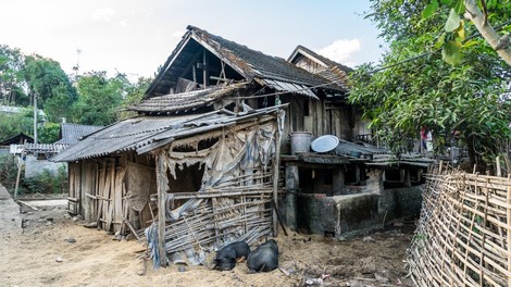 V Vietnamu izbruh afriške prašičje kuge