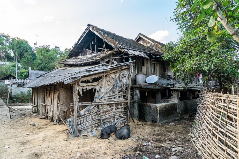 V Vietnamu izbruh afriške prašičje kuge (foto: profimedia)