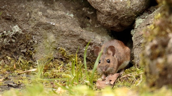 Za mišjo mrzlico v Sloveniji letos zbolelo 94 oseb (foto: Profimedia)