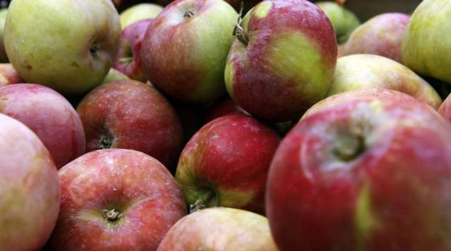 Oštro.si: Tudi v slovenski hrani nevarni pesticid klorpirifos (foto: STA)
