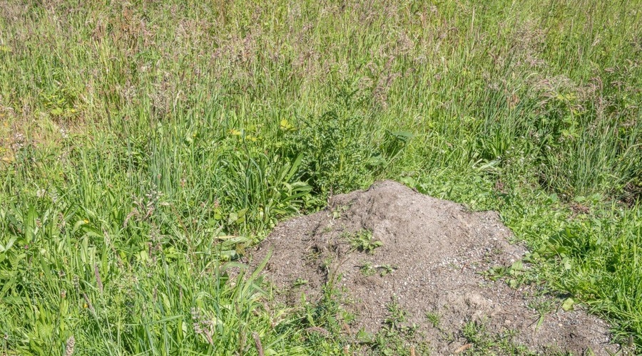 Ponoči bodo v Hrastovljah začeli odstranjevati onesnaženo zemljino (foto: profimedia)
