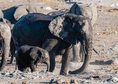 Poginilo šest slonov, medtem ko so skušali pomagati slonjemu mladiču!
