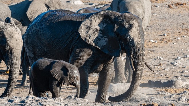Poginilo šest slonov, medtem ko so skušali pomagati slonjemu mladiču! (foto: profimedia)