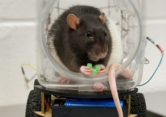 S študijami na podganah do novih načinov zdravjenja duševnih bolezni