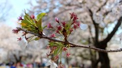 Beth Kempton o življenjskih naukih ’vabi sabi’, skritih v rokavih kimona!