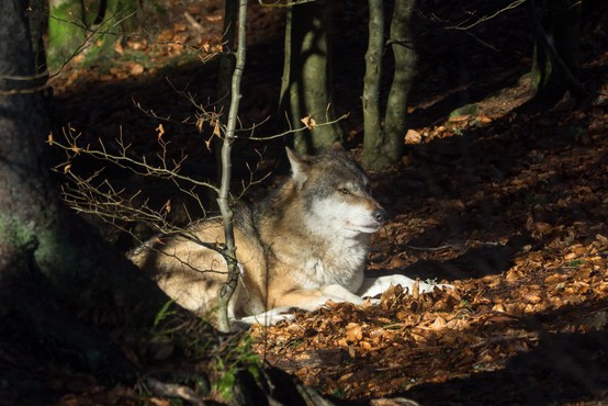Po 165 medvedih in petih volkovih lovci na sledi za odstrel še desetim volkovom