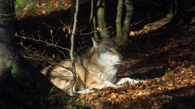 Po 165 medvedih in petih volkovih lovci na sledi za odstrel še desetim volkovom (foto: profimedia)