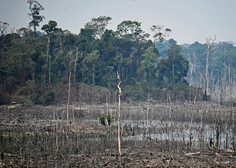 Požar v Amazoniji, Greta, njeni kritiki in opustošenje, ki se dogaja pred našimi očmi!