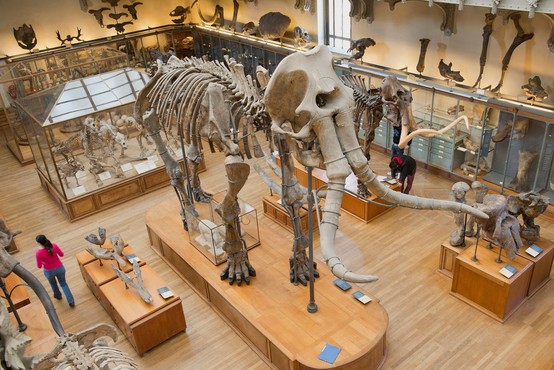 Naši predniki so bili bolj premišljeni lovci na mamute, kot se je mislilo doslej