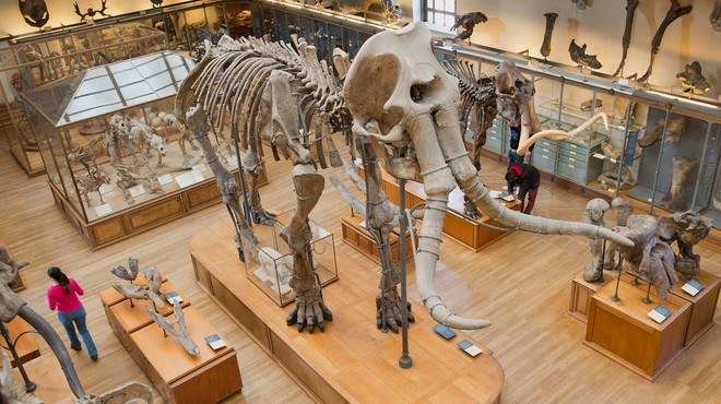 Naši predniki so bili bolj premišljeni lovci na mamute, kot se je mislilo doslej (foto: profimedia)