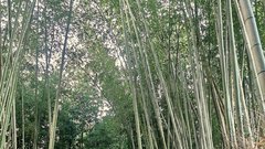 Arashiyama Bamboo Grove – bambusov gozd, Kjoto