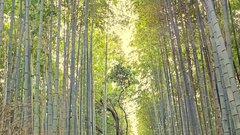Arashiyama Bamboo Grove – bambusov gozd, Kjoto