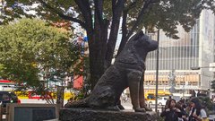 Hachiko, simbol zvestobe, Shibuya, Tokio