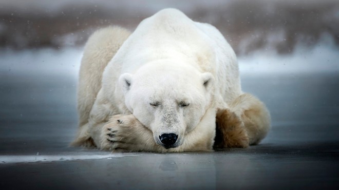 Več kot 50 severnih medvedov pritavalo v rusko vas (foto: profimedia)