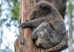 V Avstraliji poginilo več kot 2000 koal, zaradi požarov je ogroženo preživetje vrste