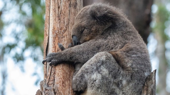 V Avstraliji poginilo več kot 2000 koal, zaradi požarov je ogroženo preživetje vrste (foto: profimedia)