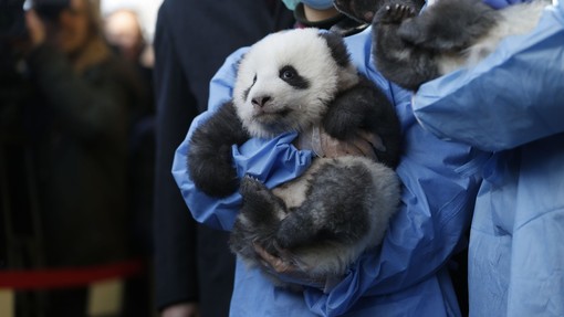 Mladi pandi v berlinskem živalskem vrtu dobili prav posebna imena