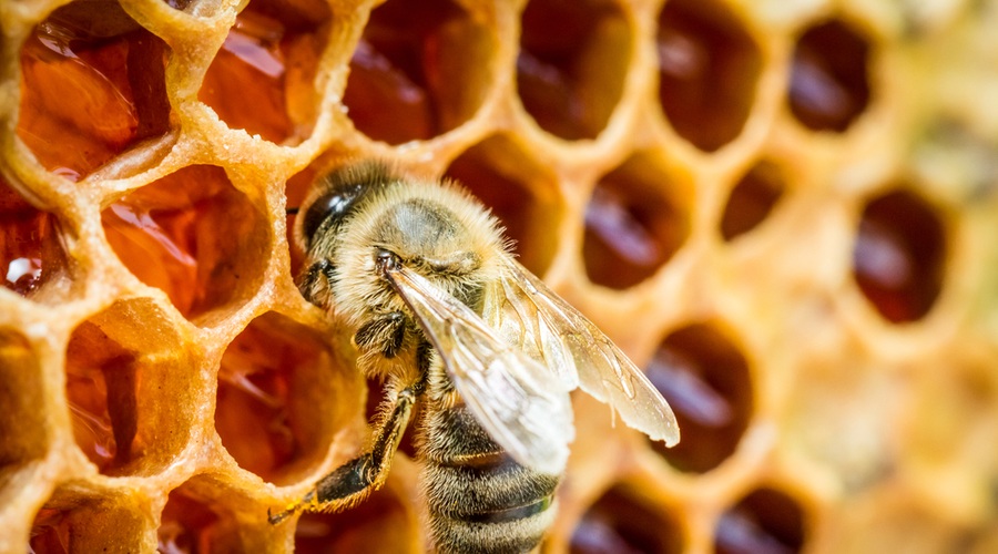 Ob dnevu prihodnosti bodo postavili 4 učne čebelnjake (poznate pomen čebel za našo prihodnost?) (foto: SHUTTERSTOCK)