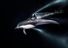 Več vrst kitov in delfinov zaradi modernega ribolova na robu izumrtja