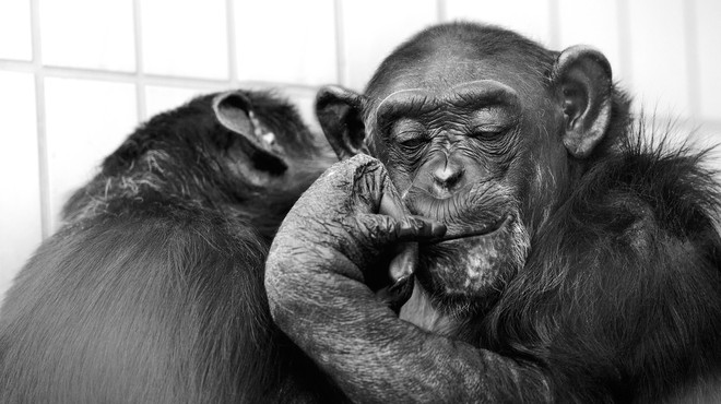 Šimpanzi se ritmično odzivajo na glasbo, pravijo japonski znanstveniki (foto: profimedia)