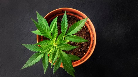 V Italiji gojenje marihuane za osebno rabo ni več kaznivo