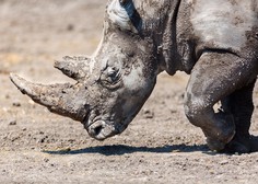V Tanzaniji poginil najstarejši črni nosorog na svetu