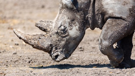V Tanzaniji poginil najstarejši črni nosorog na svetu