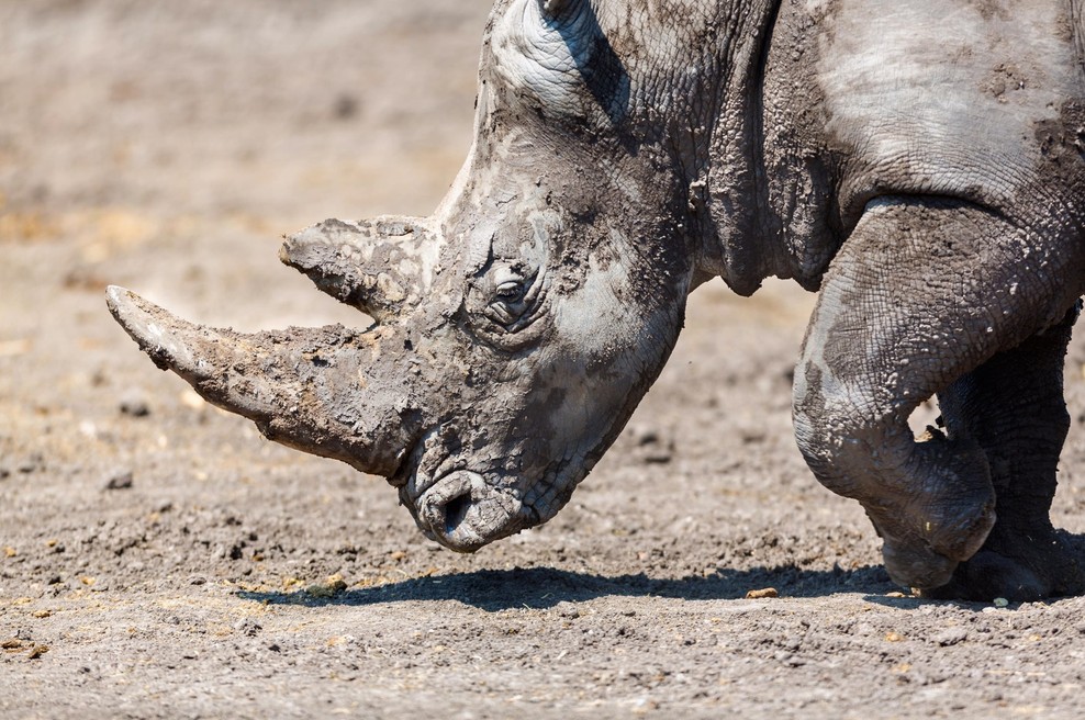 V Tanzaniji poginil najstarejši črni nosorog na svetu (foto: profimedia)