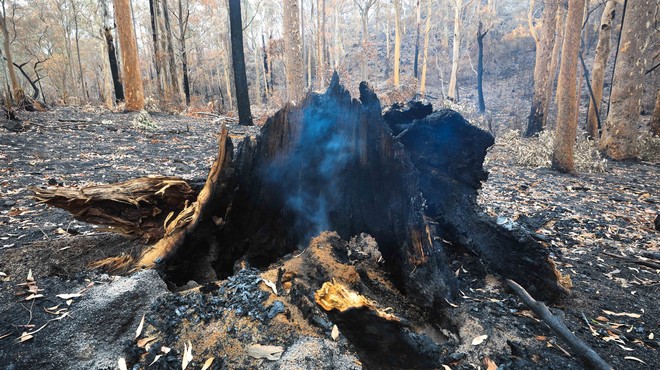 Avstralija spet vsa v požarih, med gašenjem strmoglavilo letalo (foto: profimedia)