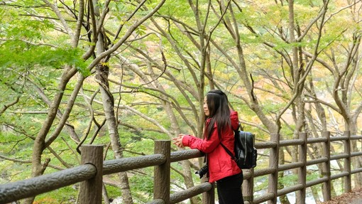 O šinrin-joku ali japonski gozdni kopeli (in nje zdravilnih učinkih)