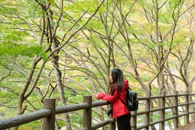 O šinrin-joku ali japonski gozdni kopeli (in nje zdravilnih učinkih) (foto: profimedia)