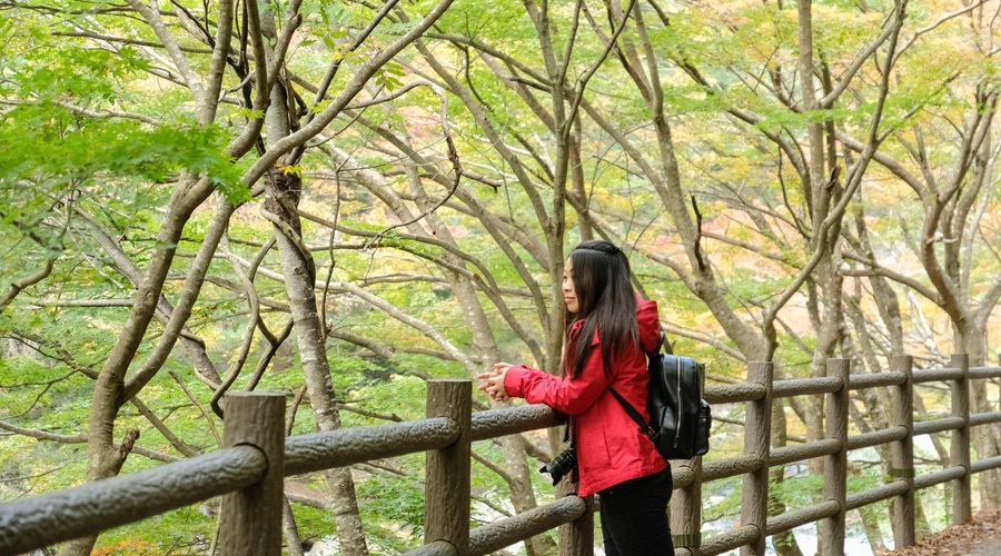 O šinrin-joku ali japonski gozdni kopeli (in nje zdravilnih učinkih) (foto: profimedia)