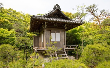 O šinrin-joku ali japonski gozdni kopeli (in nje zdravilnih učinkih)