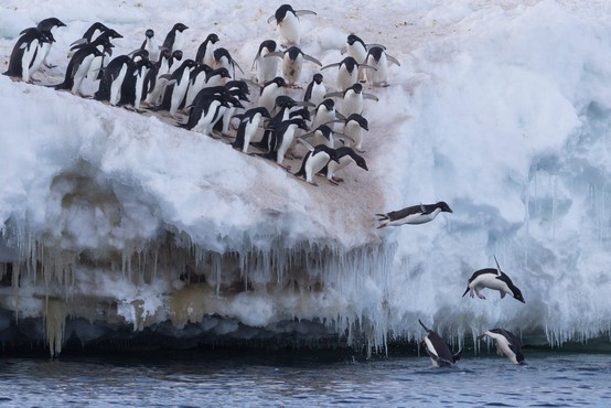 Kolonije pingvinov na Antarktiki se drastično zmanjšujejo