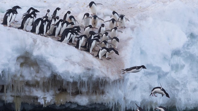 Kolonije pingvinov na Antarktiki se drastično zmanjšujejo (foto: profimedia)