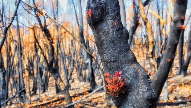 
                            Požari so prizadeli kar 75 odstotkov Avstralcev, kažejo raziskave (foto: profimedia)
