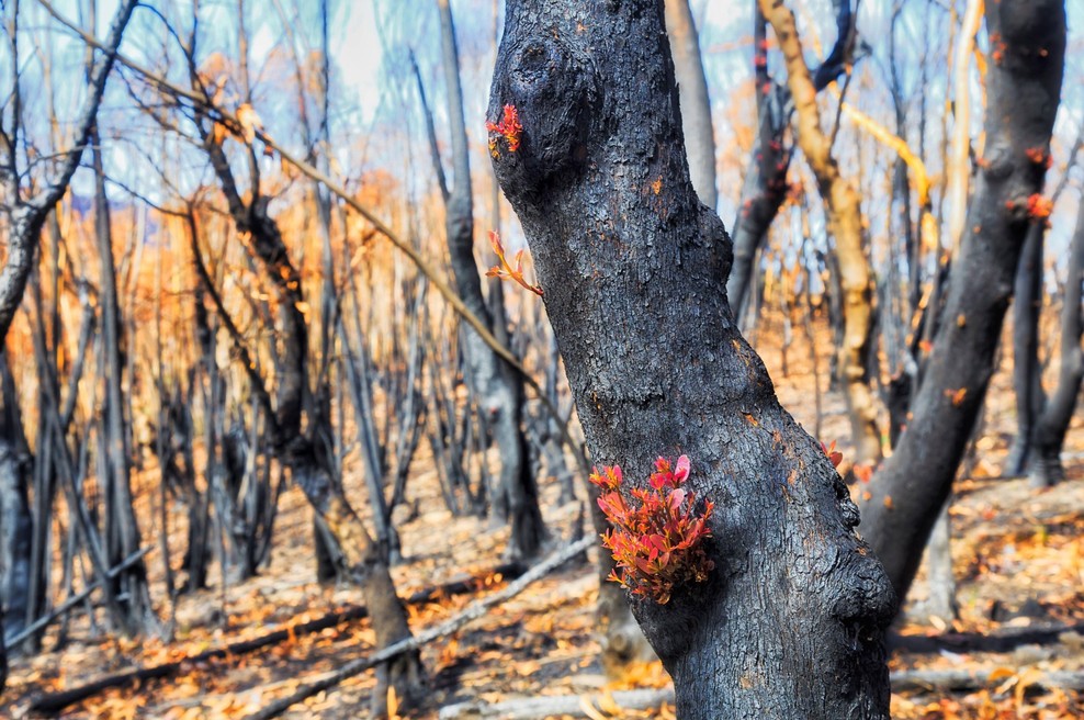 Požari so prizadeli kar 75 odstotkov Avstralcev, kažejo raziskave (foto: profimedia)