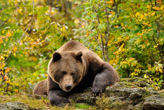 Ostro nasprotovanje odstrelu medvedov in volkov