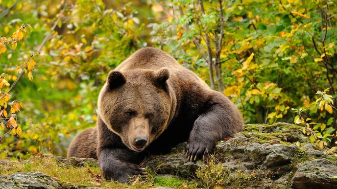 Ostro nasprotovanje odstrelu medvedov in volkov (foto: profimedia)