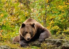 Ostro nasprotovanje odstrelu medvedov in volkov