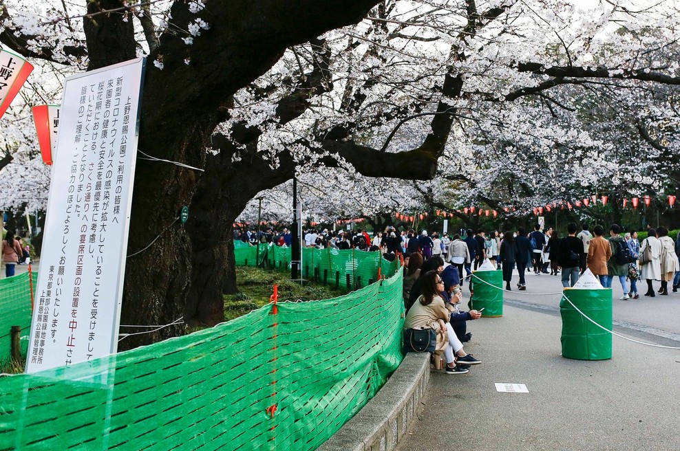 Japonci se kljub koronavirusu niso povsem odpovedali prazniku češenj (foto: profimedia)