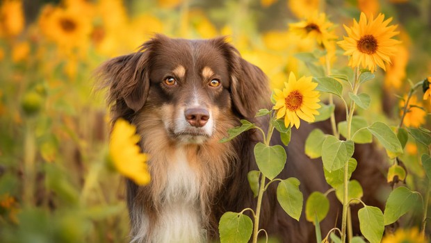 
                            Britanci bodo izurili pse za diagnosticiranje covida-19 (foto: profimedia)