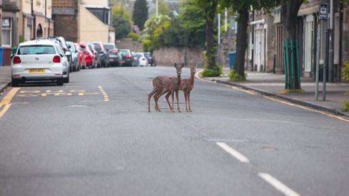 Divje živali zavzemajo prazne ulice mest