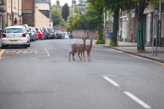 Divje živali zavzemajo prazne ulice mest