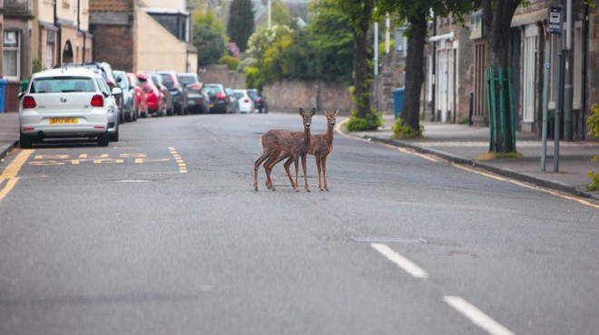 Divje živali zavzemajo prazne ulice mest (foto: profimedia)