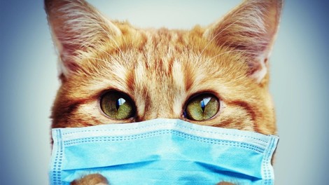 Oboleli naj preventivno omejijo tesne stike z domačimi živalmi