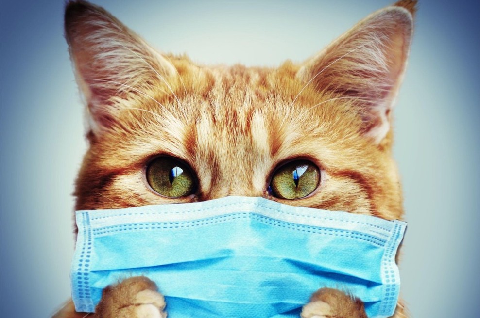 Oboleli naj preventivno omejijo tesne stike z domačimi živalmi (foto: profimedia)
