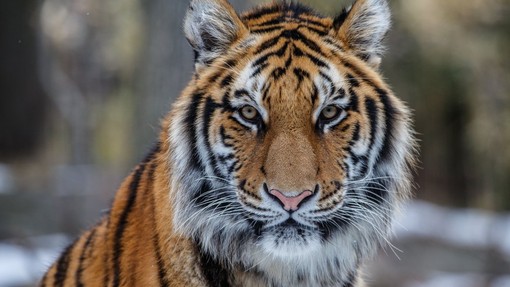 V živalskem vrtu v New Yorku z izjemno nalezljivim koronavirusom okužen tiger